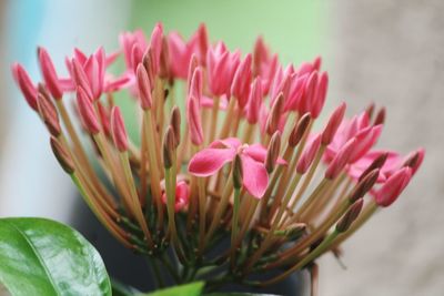 Close-up of pink flowers blooming outdoors