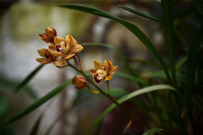 Close-up of yellow flowering plant