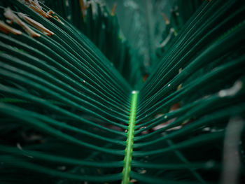Full frame shot of succulent plants