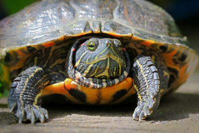 Close-up of turtle