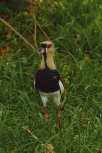 Close-up of bird perching on grass