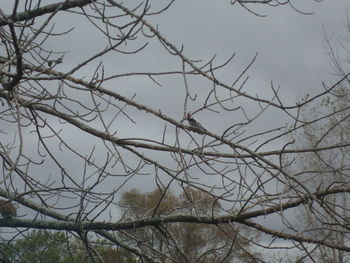Low angle view of bare tree against sky