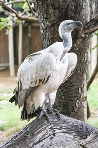 Close-up of bird perching on tree