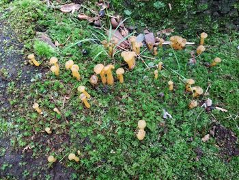 High angle view of mushrooms growing on field