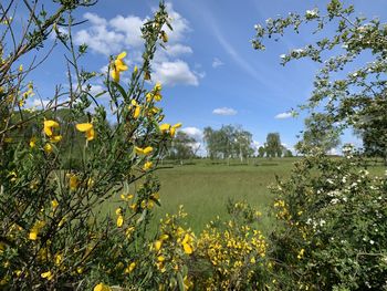 Yellow flowering plants on field against sky