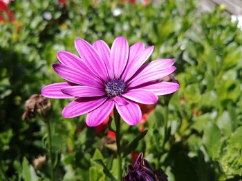 Close-up of purple flower