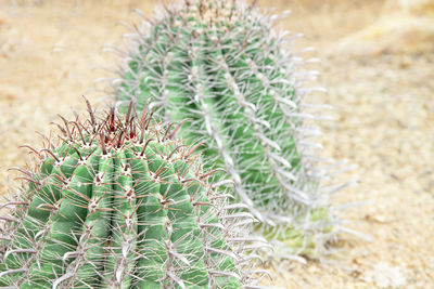 High angle view of succulent plant on field