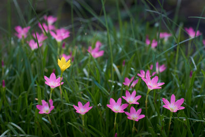 Close-up of pink flowering plants on field