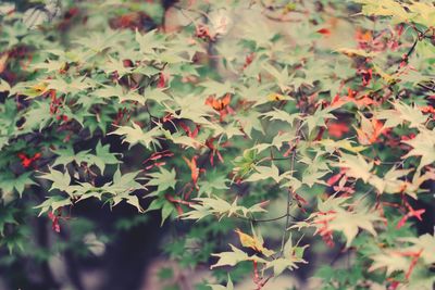 High angle view of leaves on plant