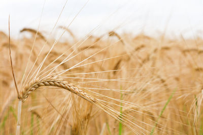 Close-up of stalks in field