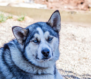 Portrait of dog lying on land