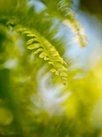 Close-up of fresh green leaves