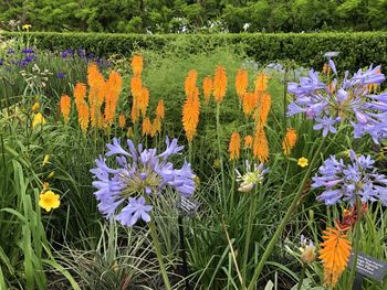 Close-up of purple crocus flowers on field