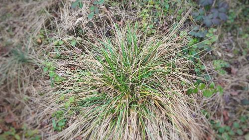 Close-up of plant on field