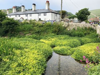 Plants growing on footpath by building against sky