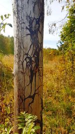 Tree trunk on field against sky