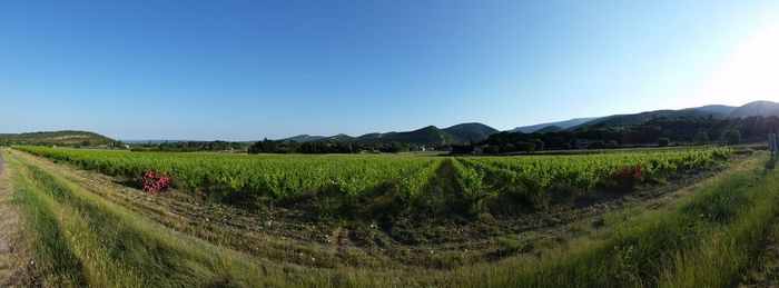 Scenic view of field against clear sky