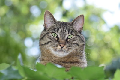 Close-up of cat