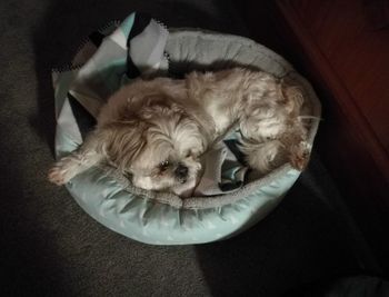 High angle view of dog sleeping