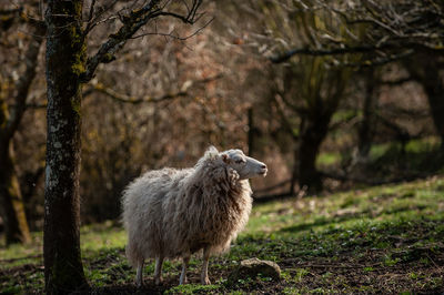 Sheep standing in a field