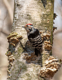 Close-up of bird perching on tree trunk