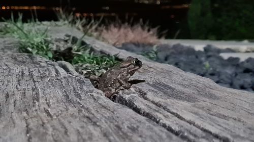 Close-up of lizard on wood