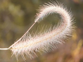 Close-up of dandelion flower