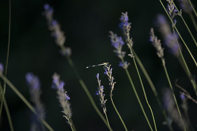 Close-up of damselfly on lavender 