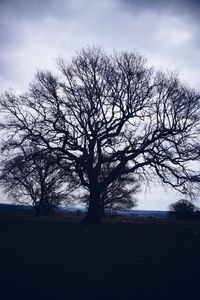 Bare trees on landscape against sky