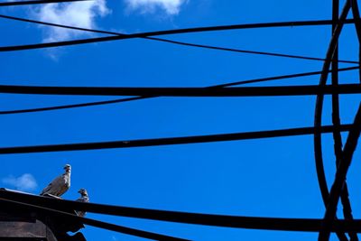 Low angle view of bird perching on cable against blue sky