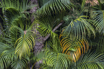 Low angle view of palm tree