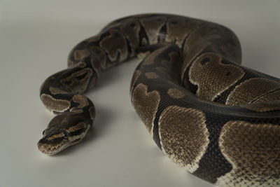 Close-up of snake against white background