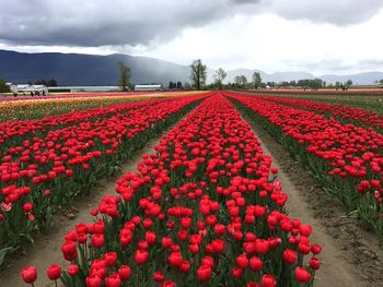 View of tulips growing in field against sky