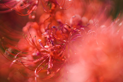 Close-up of plant