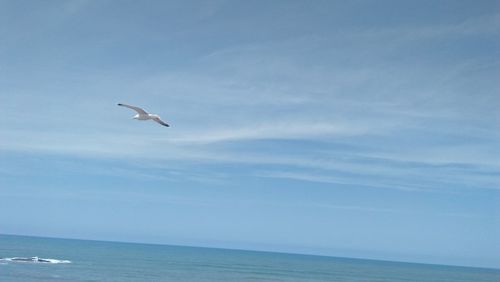 Seagull flying over sea against sky