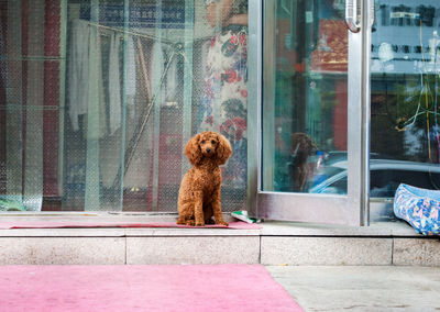 Dog looking through window