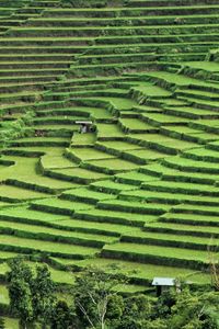 Scenic view of rice field