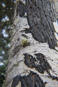 Close-up of moss on tree trunk