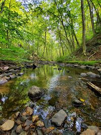 Stream flowing through rocks in forest