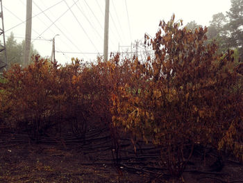 Trees growing on field