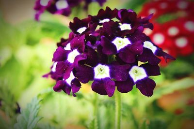 Close-up of purple flowers blooming outdoors