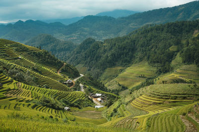 Scenic view of rice paddy