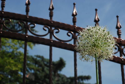 Close-up of flowering plant against sky