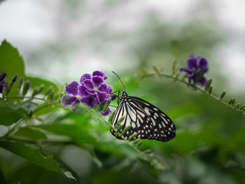 Close-up of butterfly pollinating on purple flower