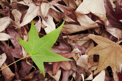 Full frame shot of leaves