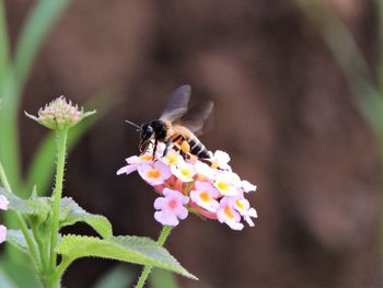 Close-up of bee on flower