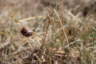 Close-up of snail on land