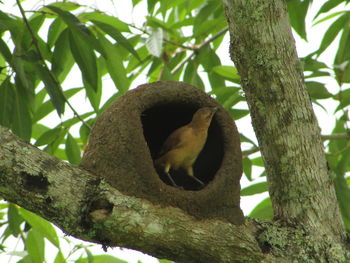 Close-up of a bird on tree
