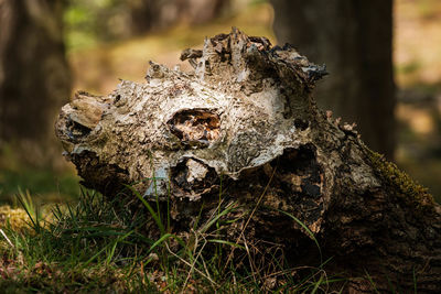 Close-up of lizard on tree trunk