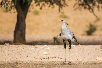 Bird perching on a land